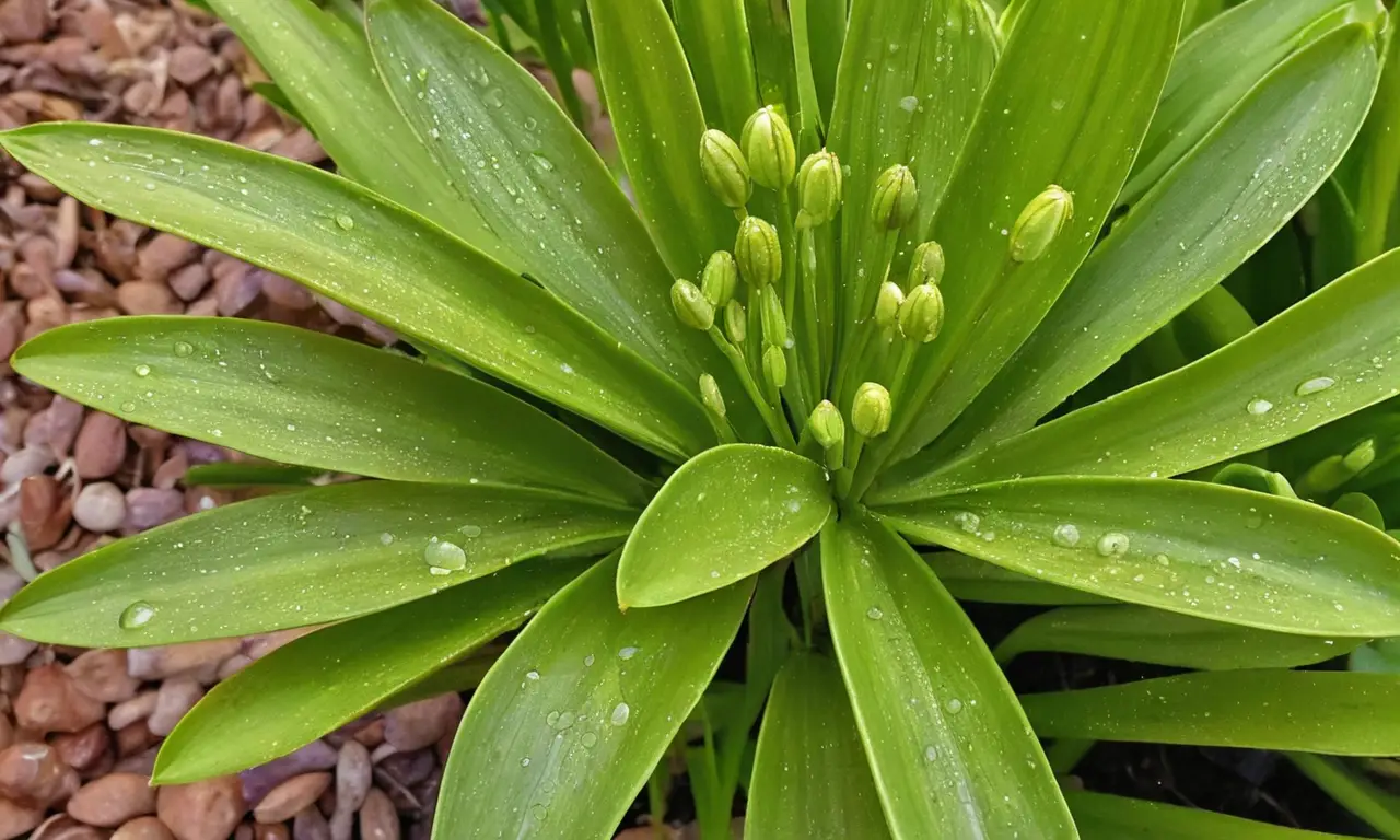 Agapanthus brillantes en un hermoso jardín