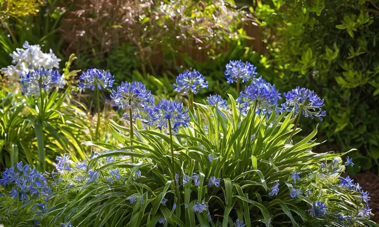 Flores de Agapanthus brillan en jardín soleado