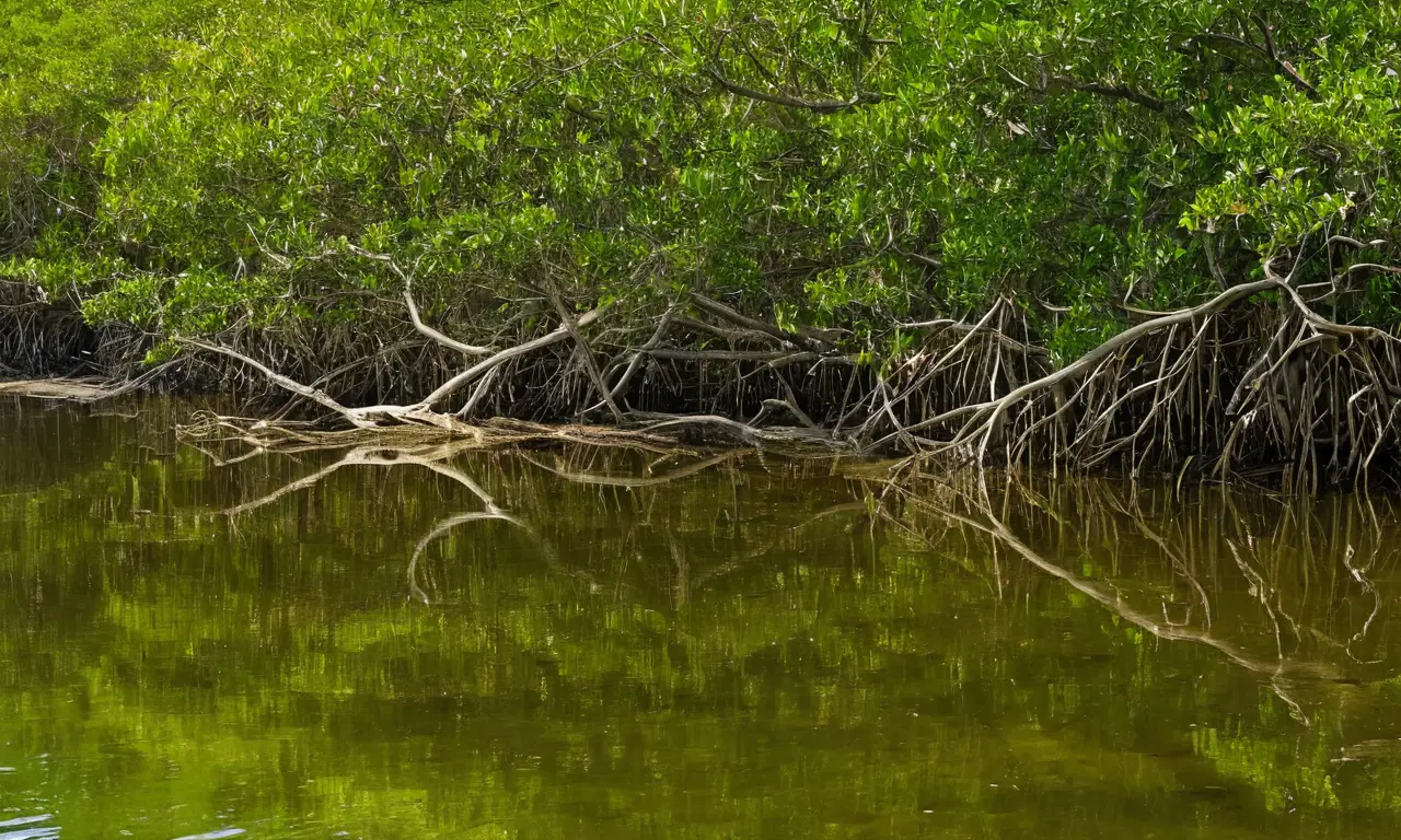 Ecosistema tranquilo de agua y vegetación
