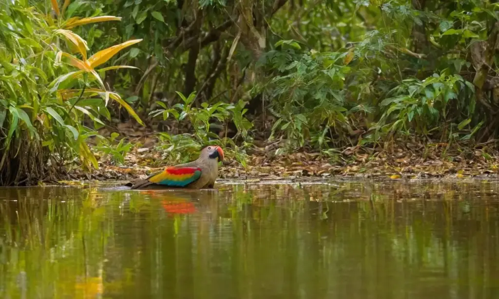 Selva paraguaya rebosante de biodiversidad viva