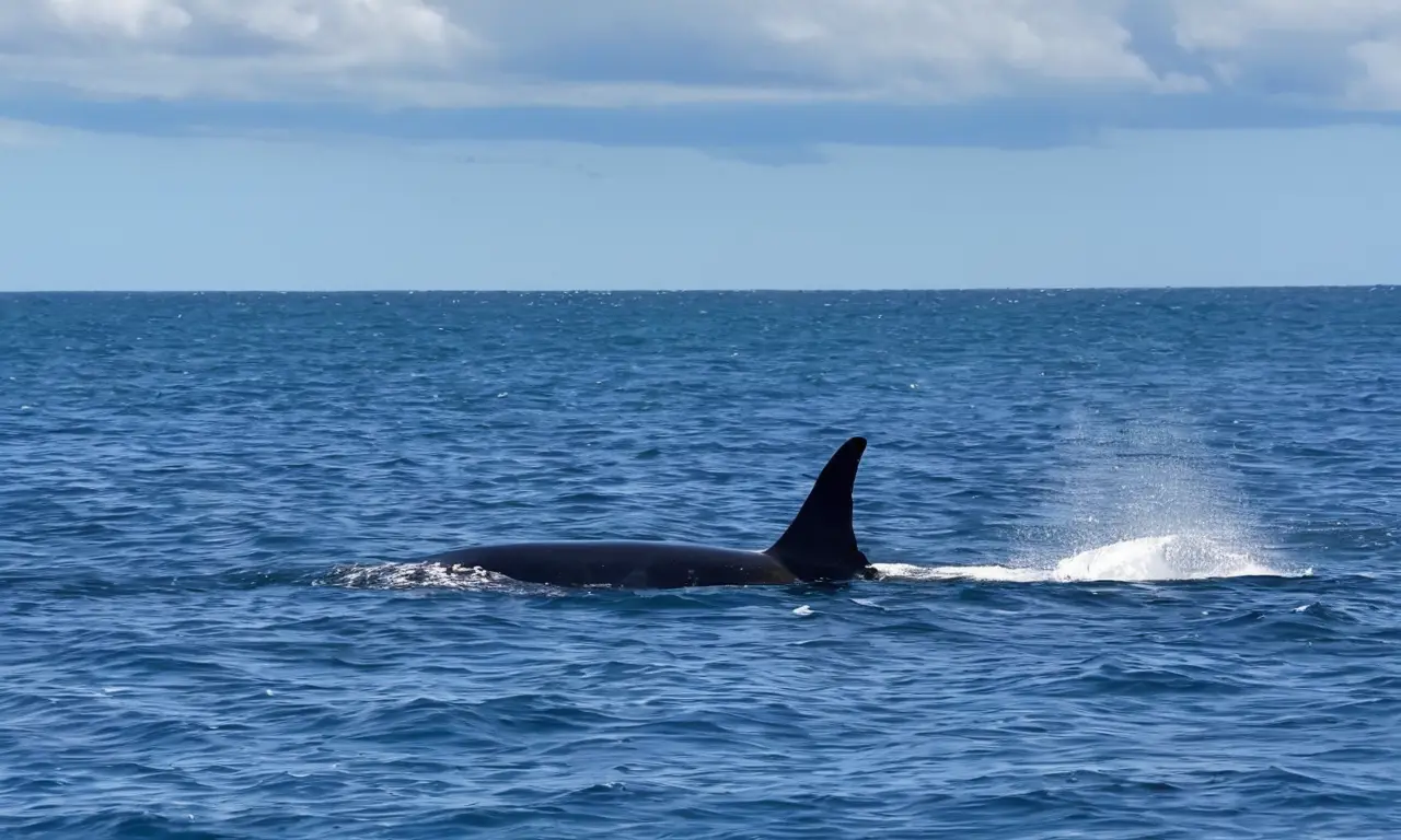 Ballena majestuosa nada en sereno océano