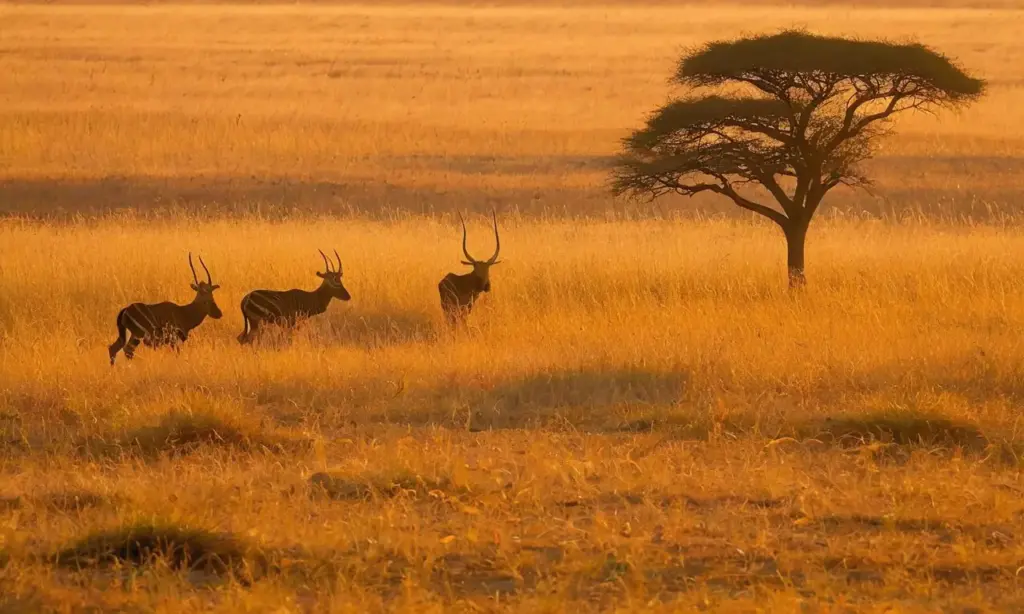 Rebaño de ñus en una savana al atardecer