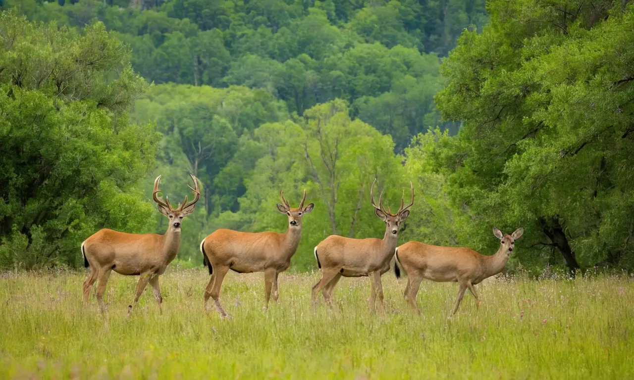 Grandes mamíferos tranquilos en un prado