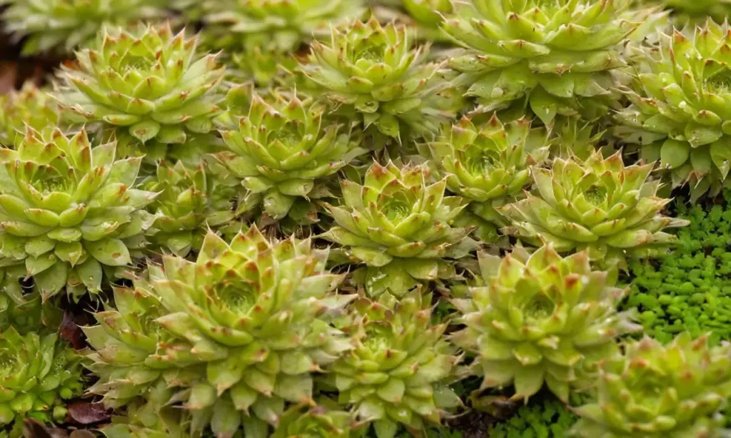 Rosetas de Sempervivum en un entorno sereno