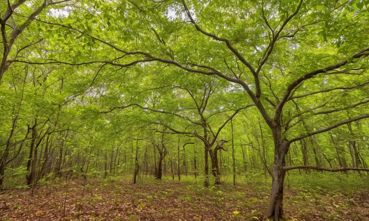 Hermoso árbol de canela en plena naturaleza