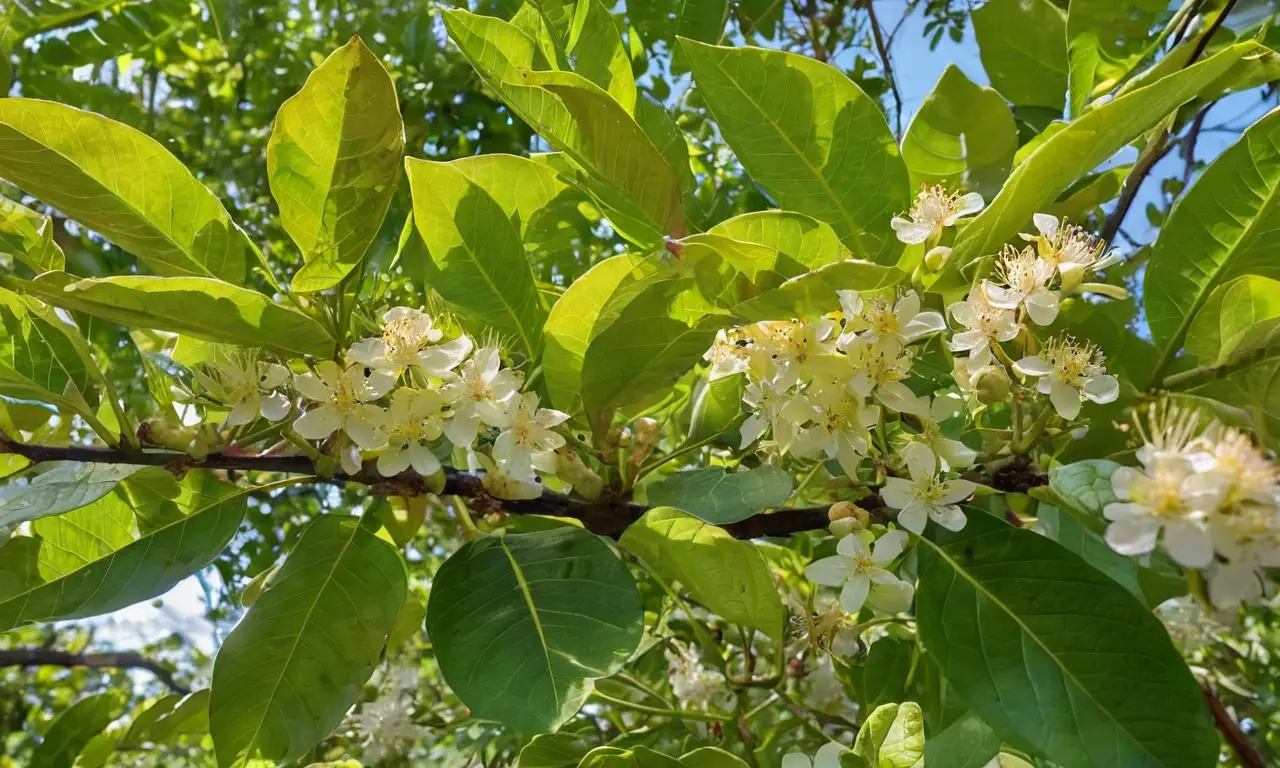 Árbol de guayaba vibrante en luz dorada