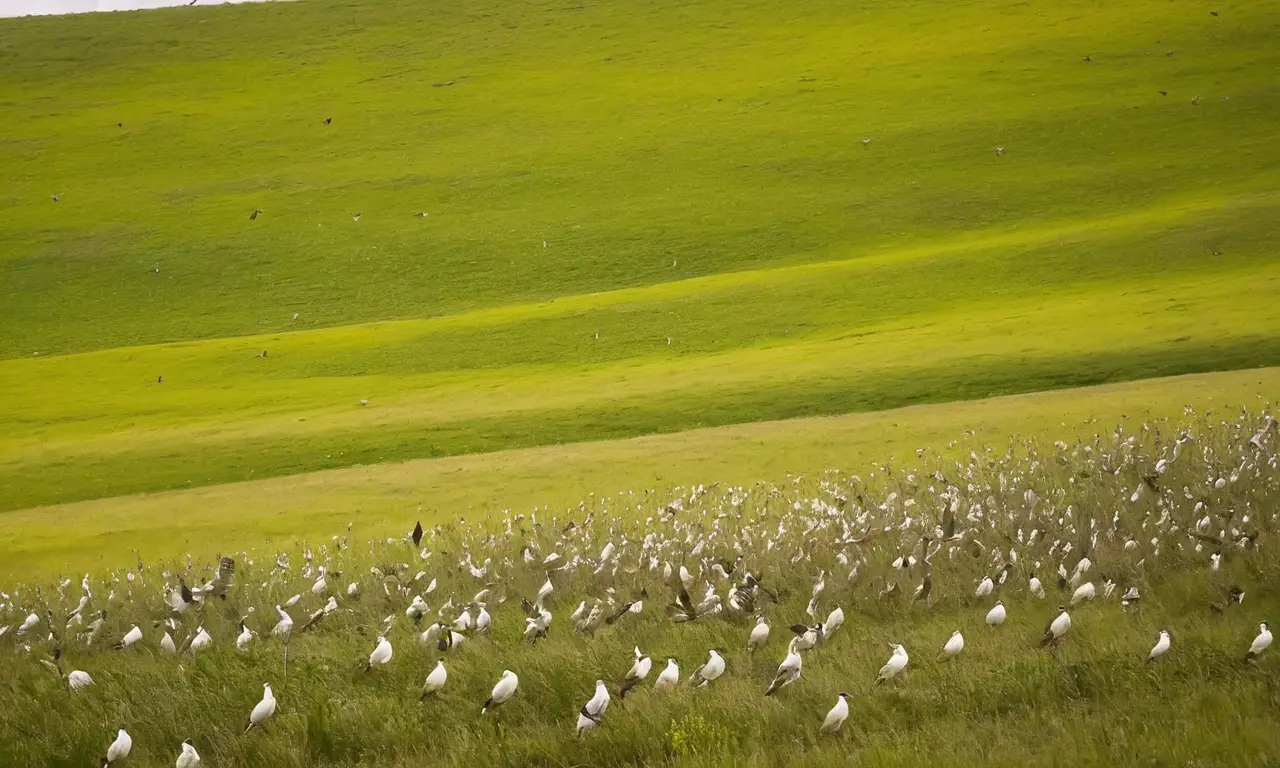 Paisaje argentino vibrante, aves en vuelo