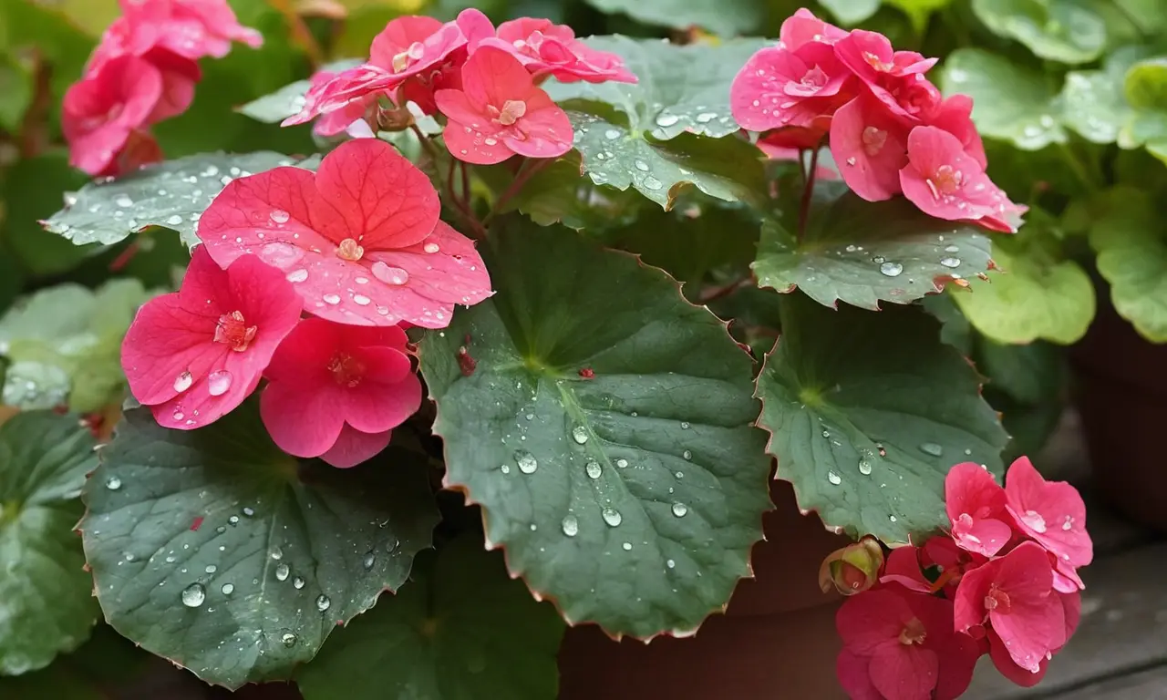 Begonia vibrante destaca en un entorno natural