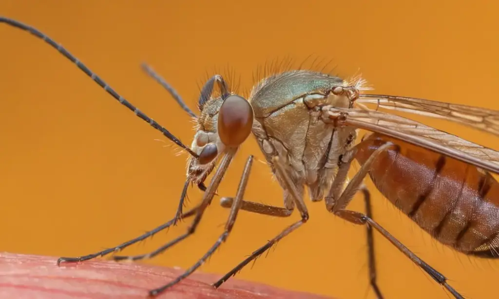Detalle impresionante de la probóscide de un mosquito