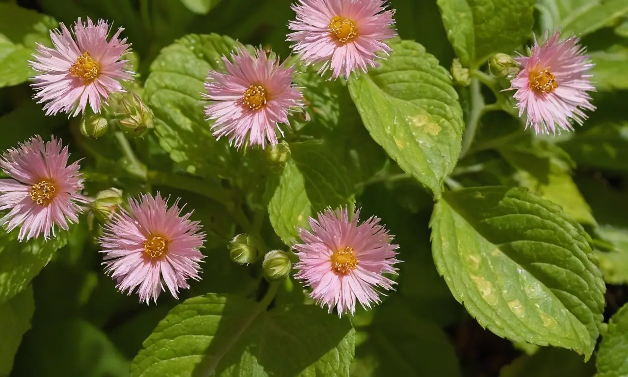 Brácteas verdes resaltan la belleza floral