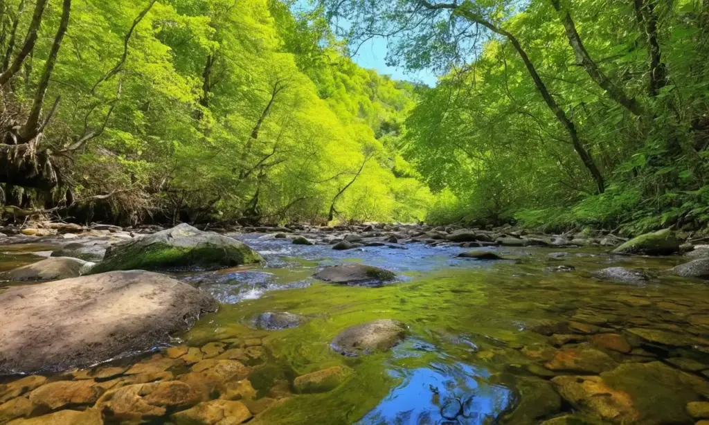 Aventura en un bosque vibrante y sereno