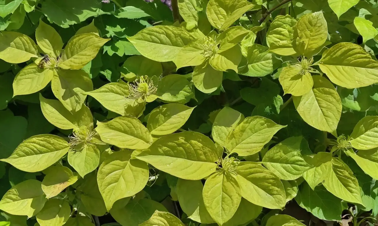Clemátides púrpuras en un jardín sereno