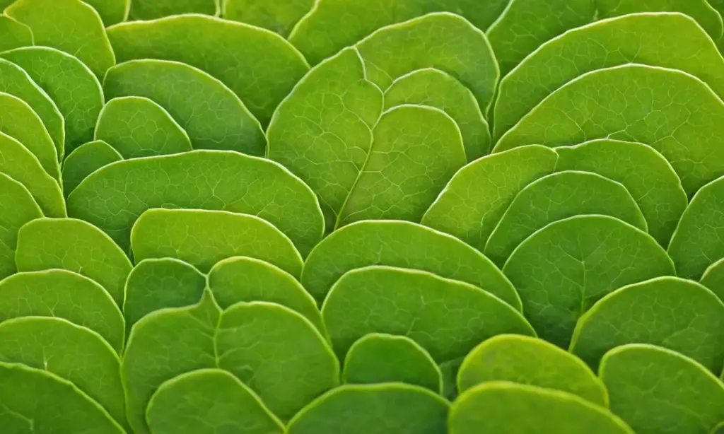Cloroplastos verdes con estructuras complejas y vida