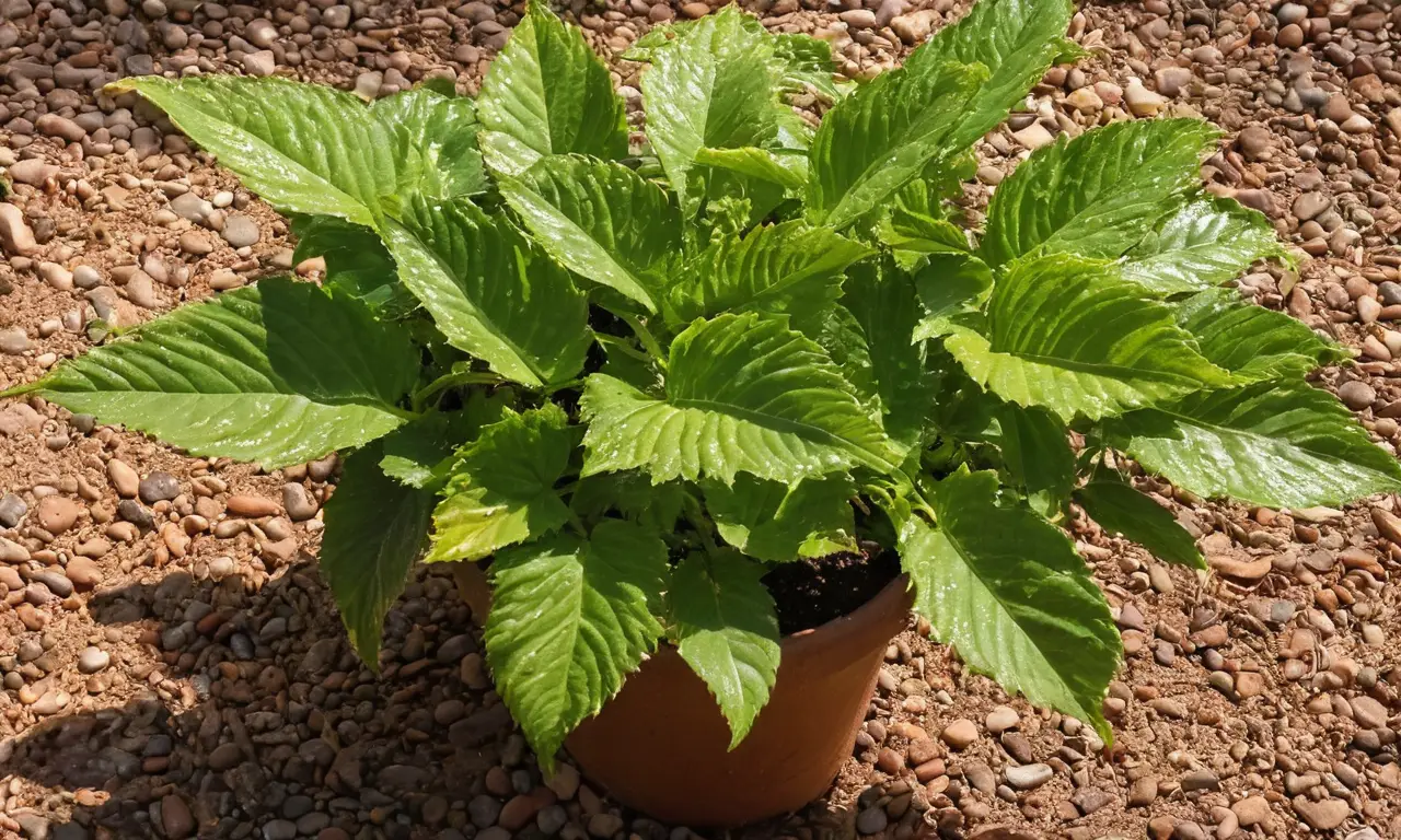 Planta cola de burro en ambiente acogedor