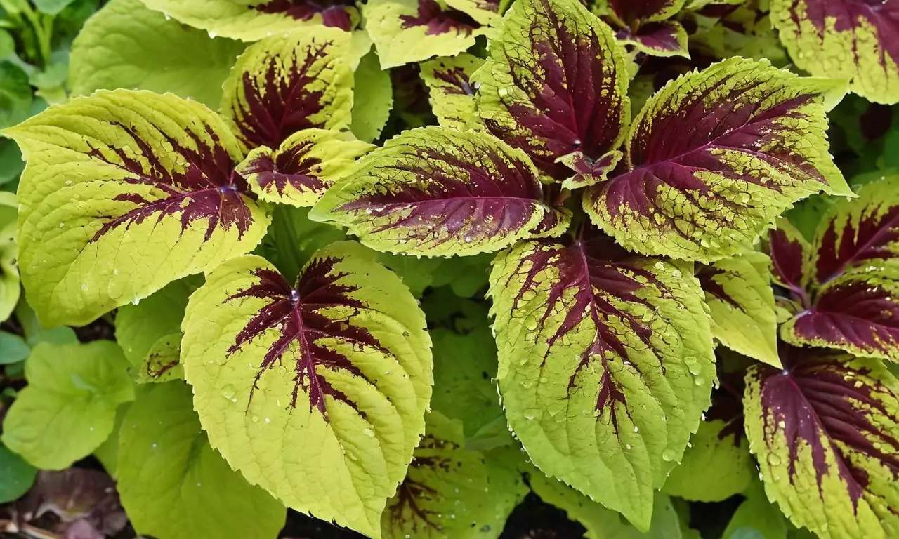 Coleus vibrantes y saludables en jardín acogedor