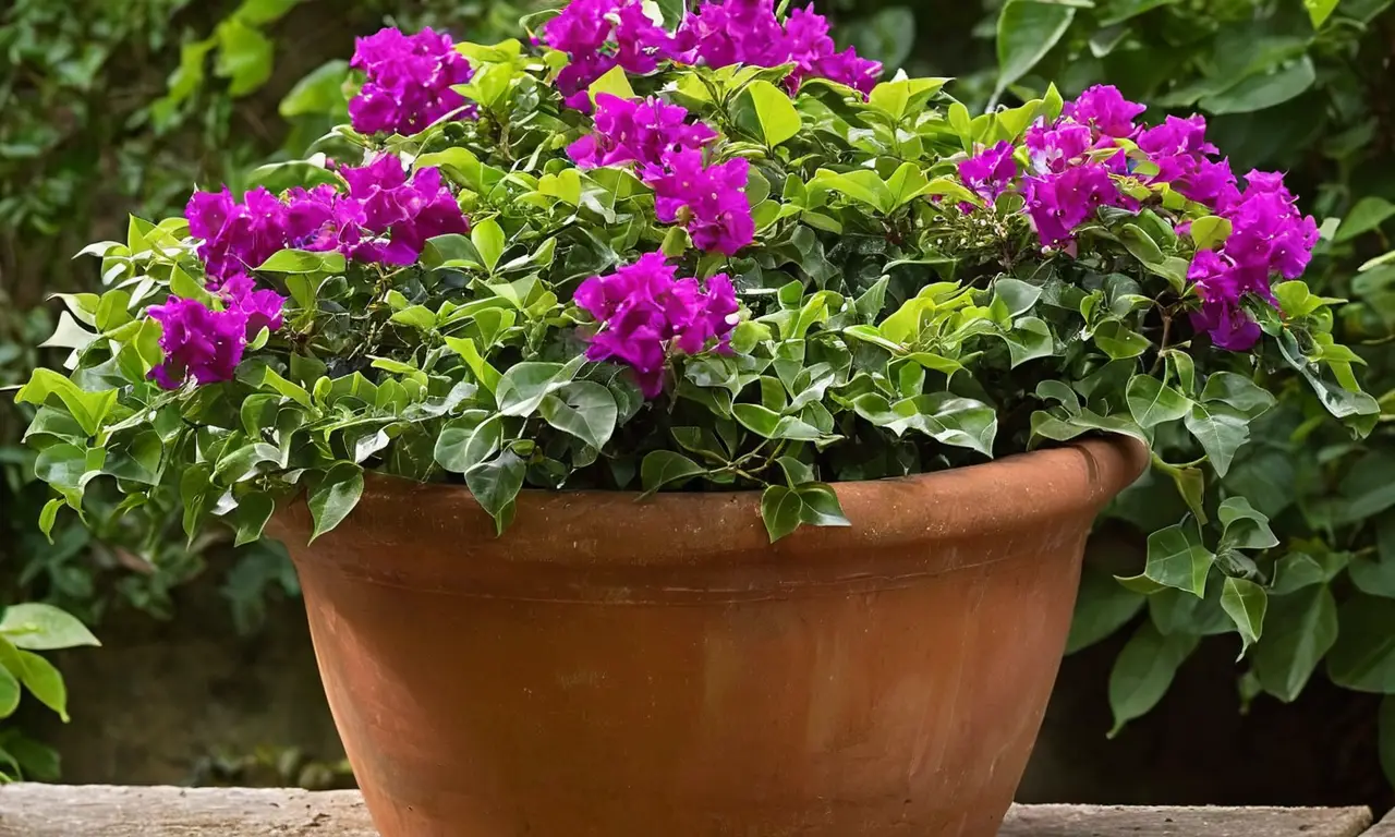 Bougainvillea vibrante en maceta terracota