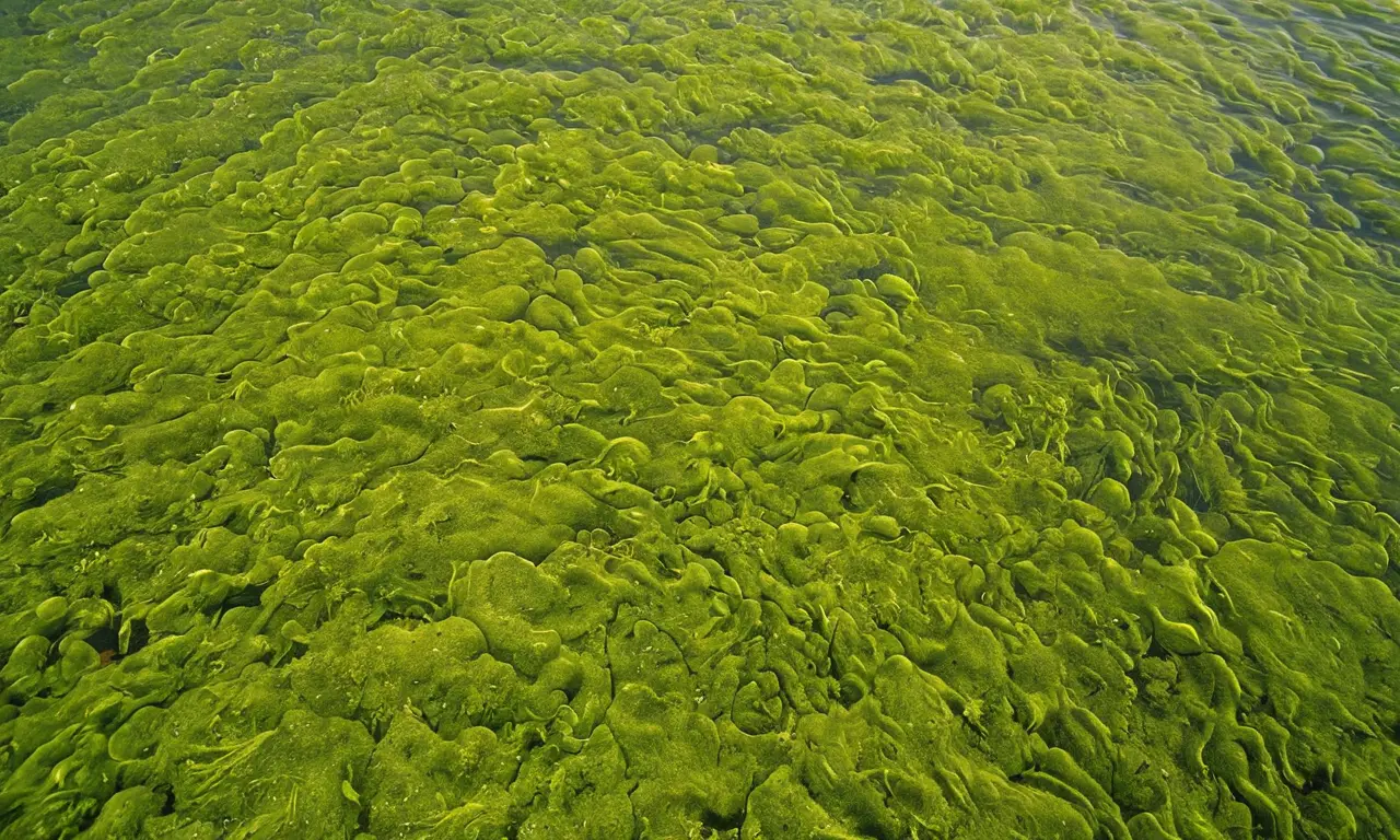 Alga verde y contaminación en agua estancada