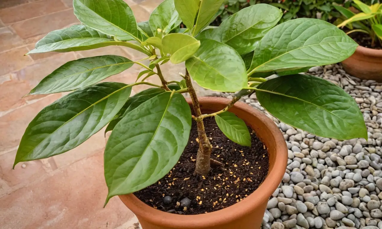 Planta de aguacate en un ambiente acogedor