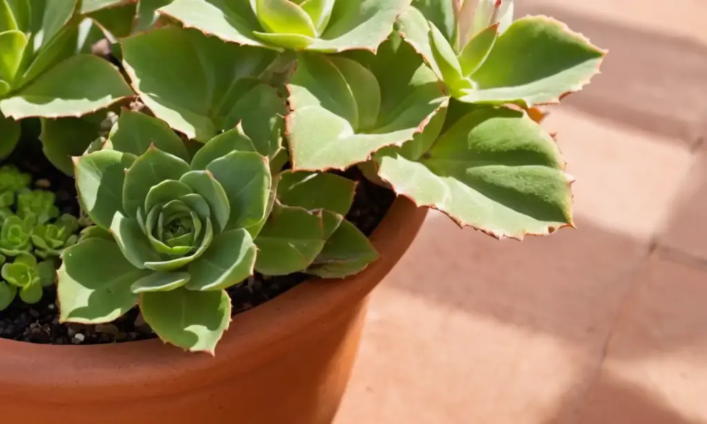 Sabila verde en maceta terracota