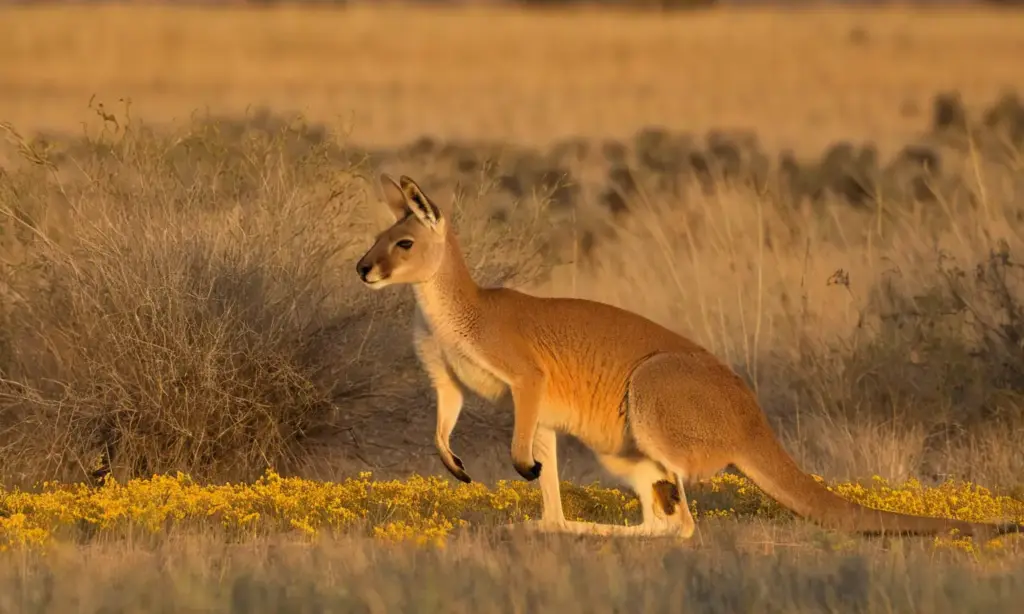 Paisaje australiano con canguro y joey