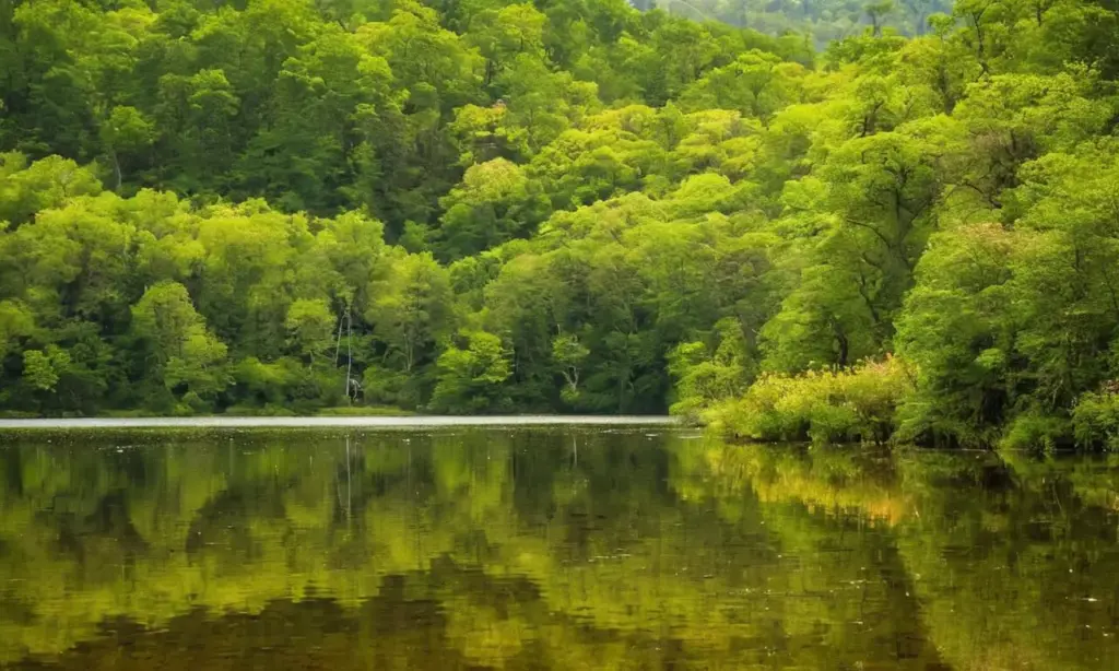 Naturaleza vibrante y armoniosa llena de vida