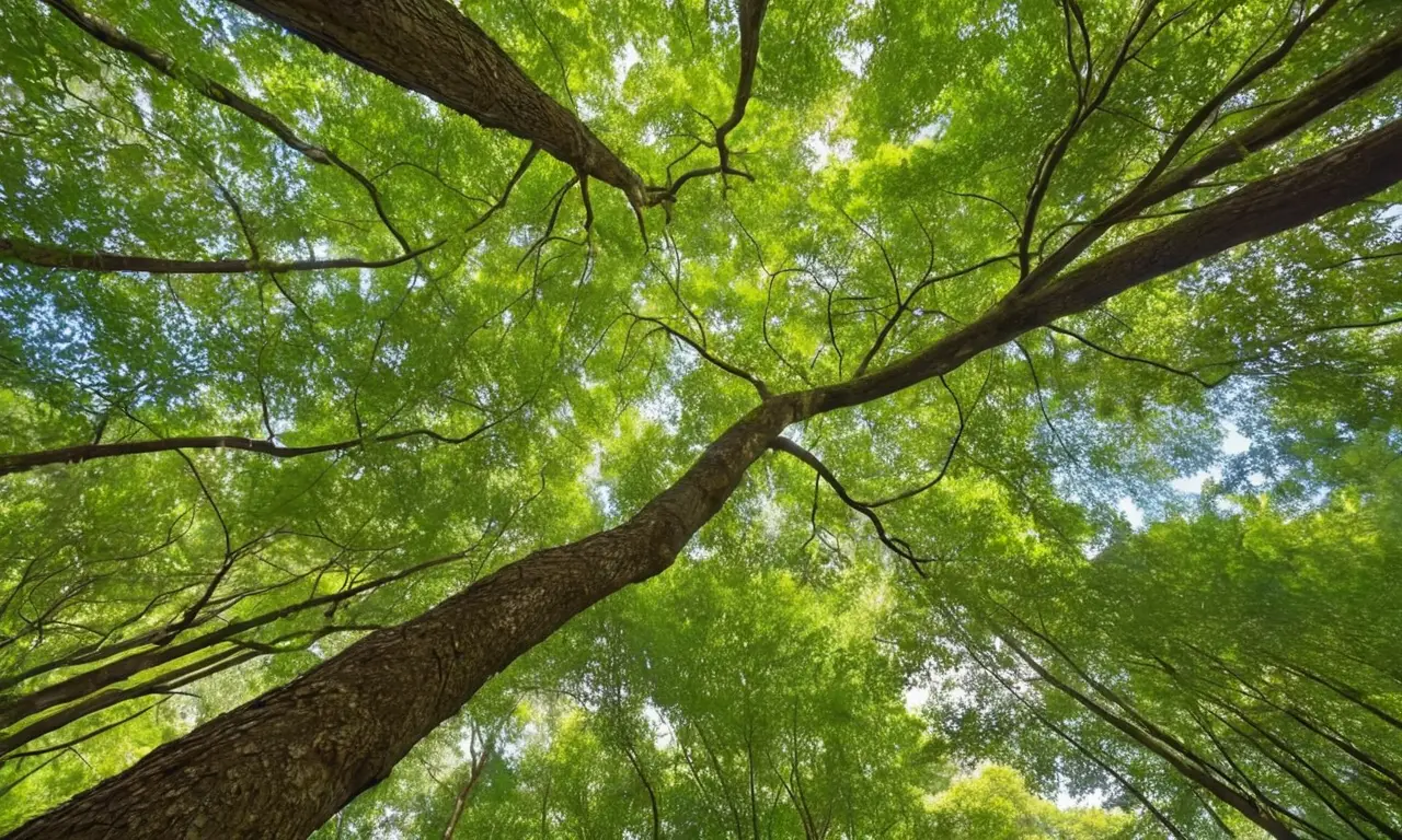 Un bosque vibrante y tranquilo bajo el sol