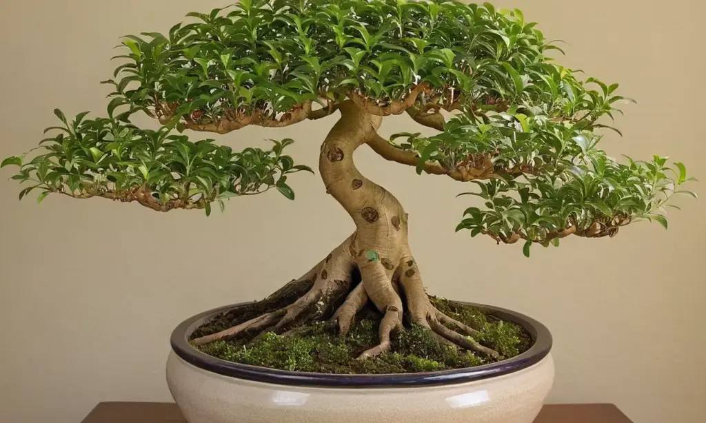 Bonsái Ficus benjamina elegante con detalles naturales