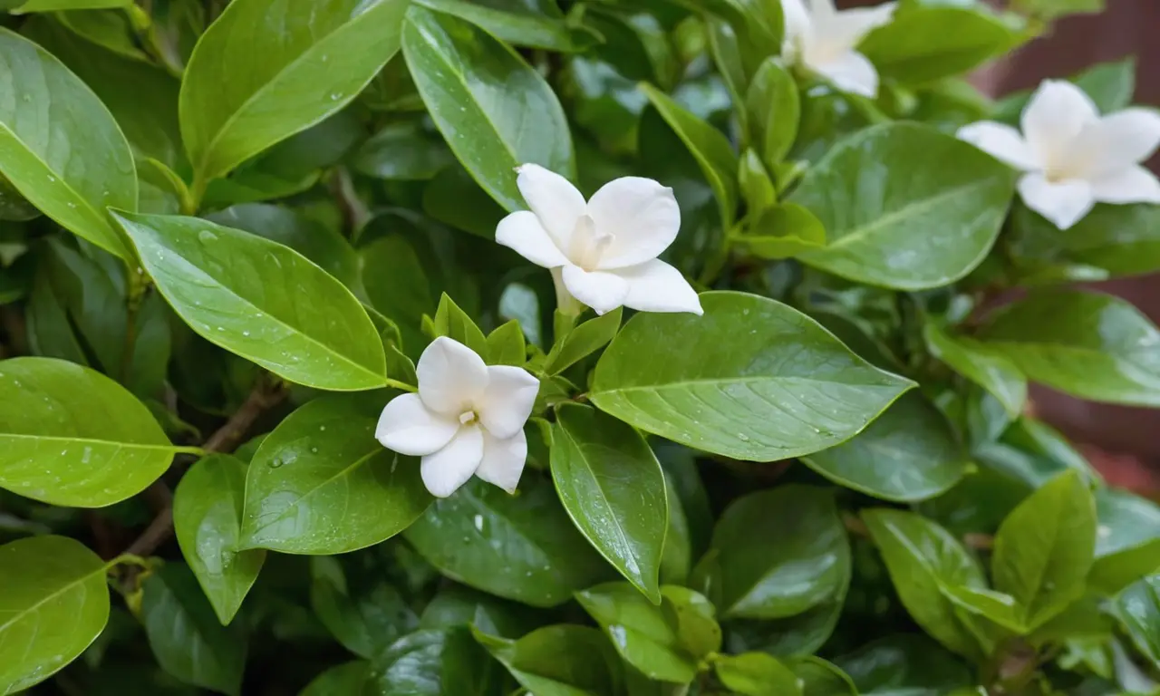 Jardín de gardenias: frescura y serenidad