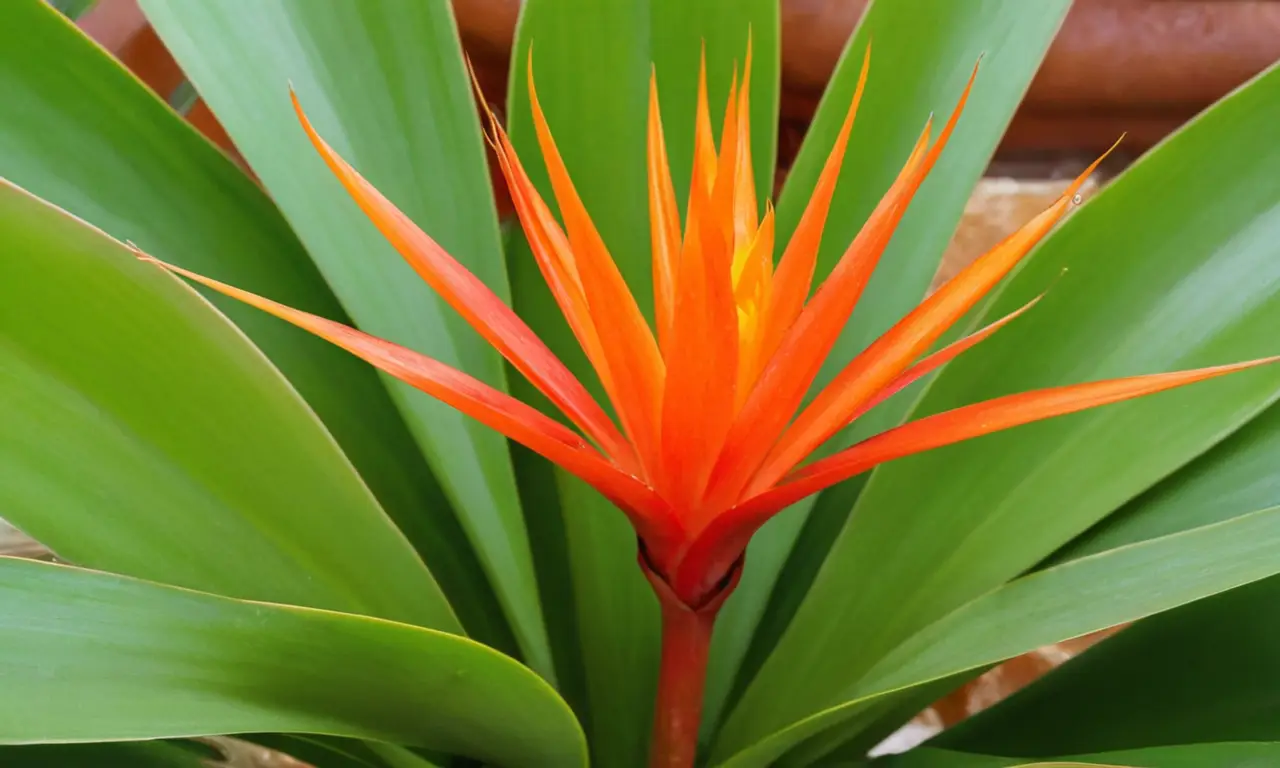 Planta Guzmania lingulata en armonioso entorno