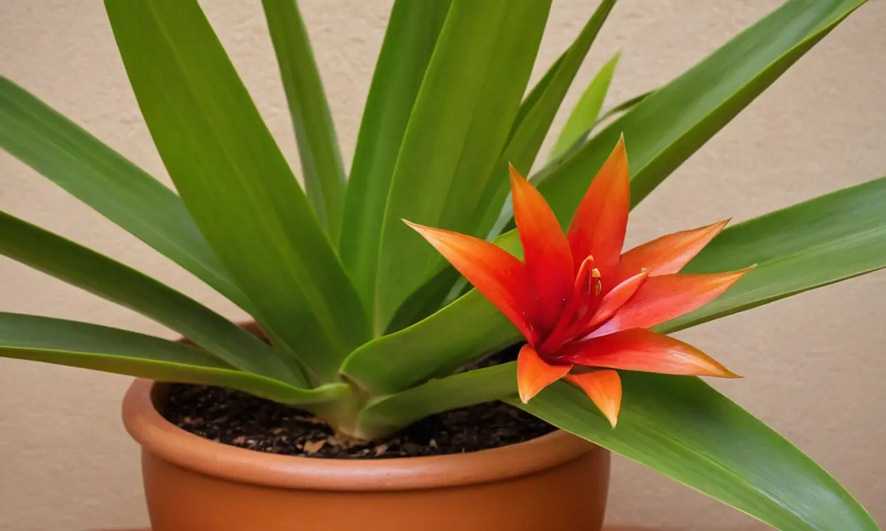 Guzmania lingulata resalta en ambiente acogedor
