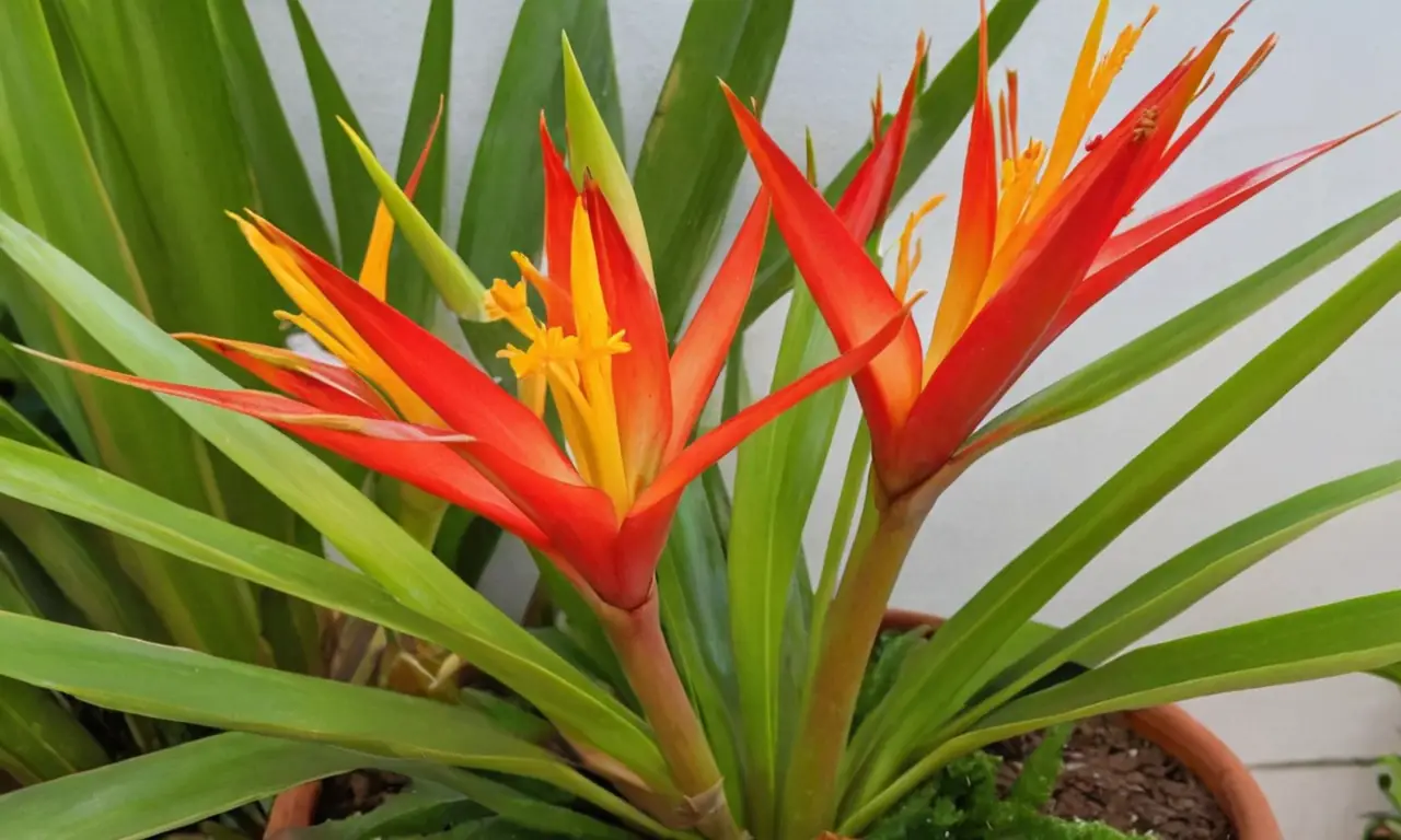 Guzmania lingulata florece en colores vibrantes