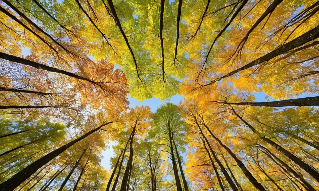 Paisaje forestal vibrante con colores otoñales