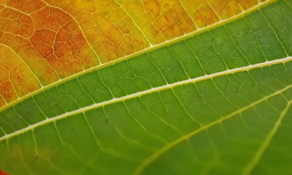 Hoja verde con detalles y texturas vibrantes