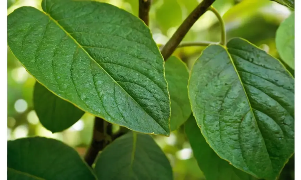 Hojas de aguacate verdes con marcas marrones