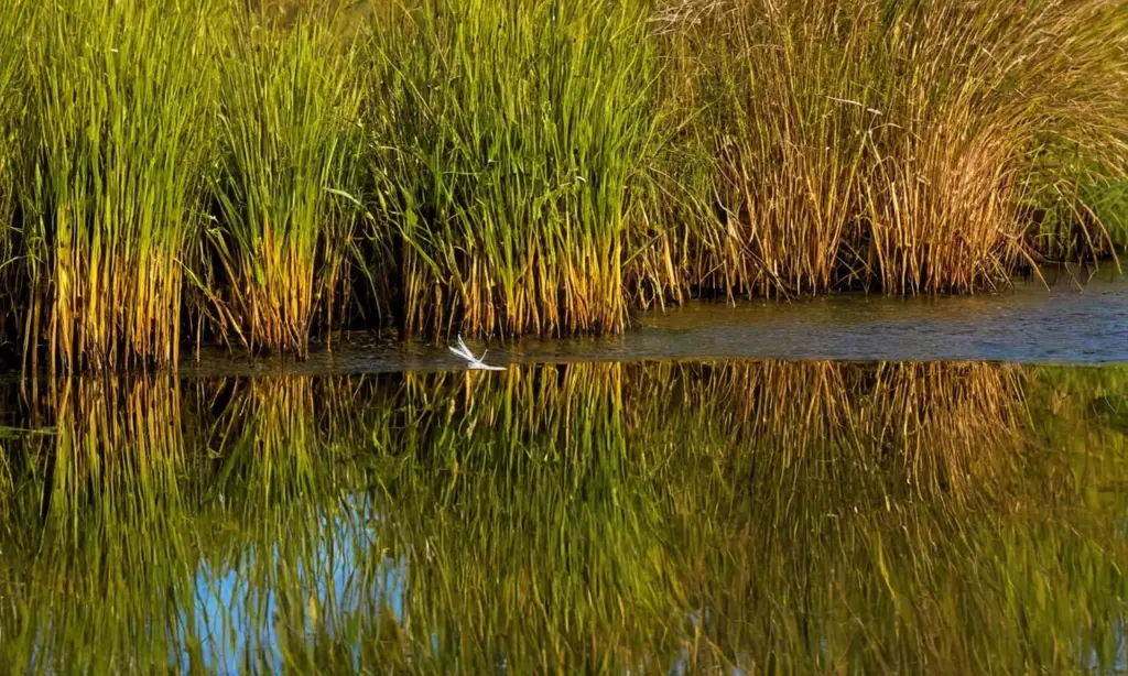 Un ecosistema húmedo vibrante y lleno de vida