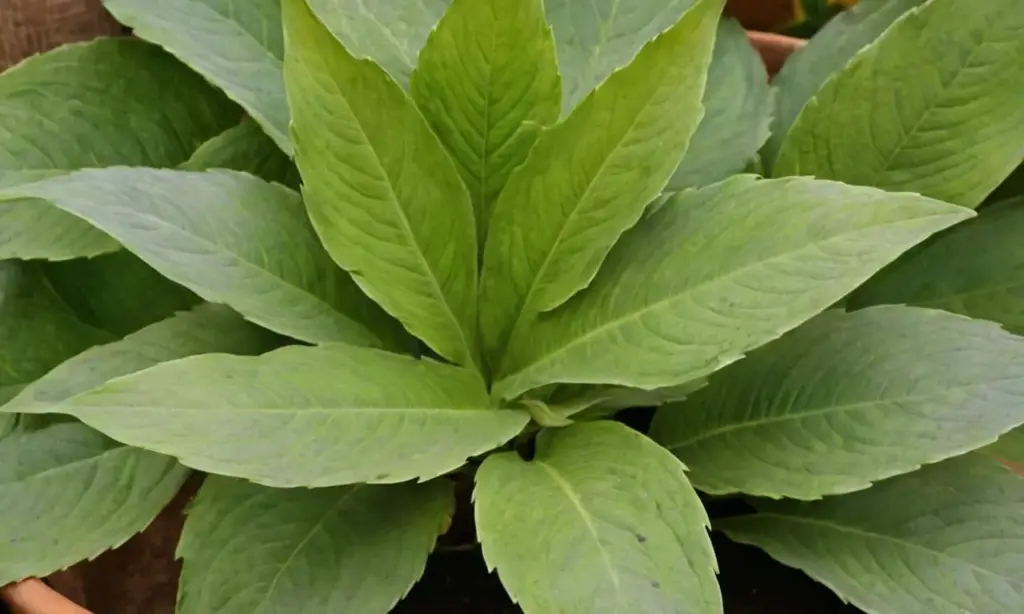 Planta gruesa en maceta con luz suave