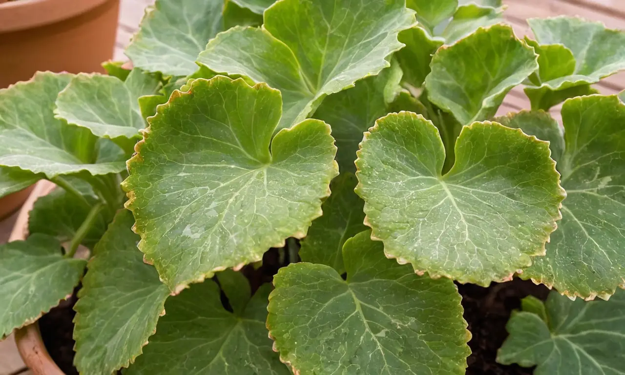 Kalanchoe vibrante en un ambiente acogedor