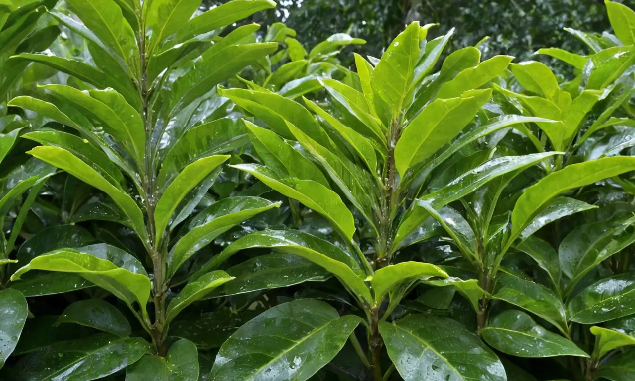 Árbol de laurel vibrante y fragante