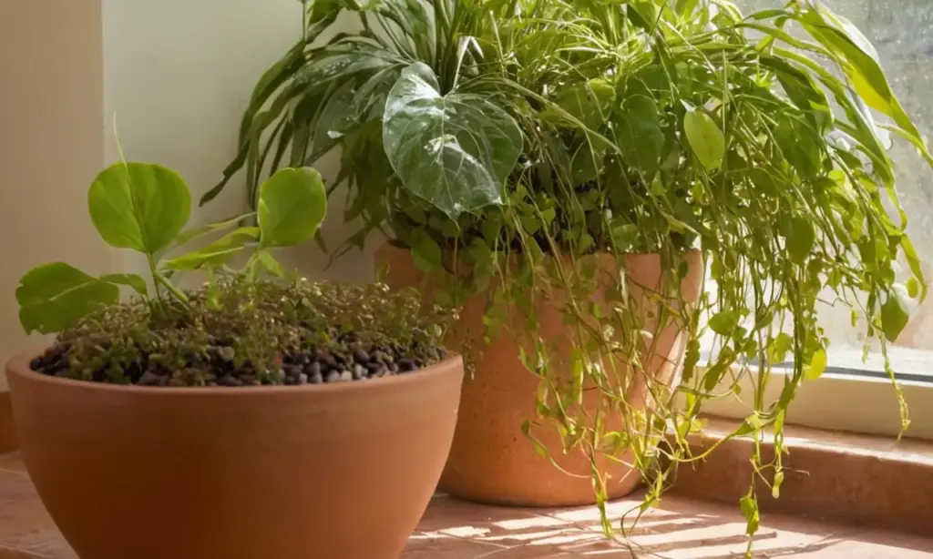 Un jardín interior soleado y vibrante