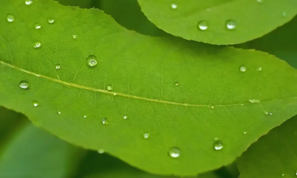 Un vibrante ecosistema lleno de vida