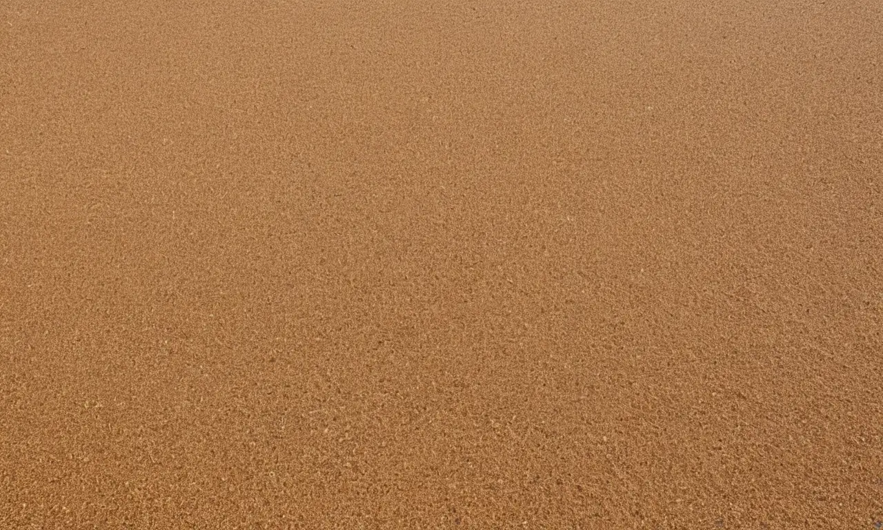 Concha detallada y armoniosa en la playa