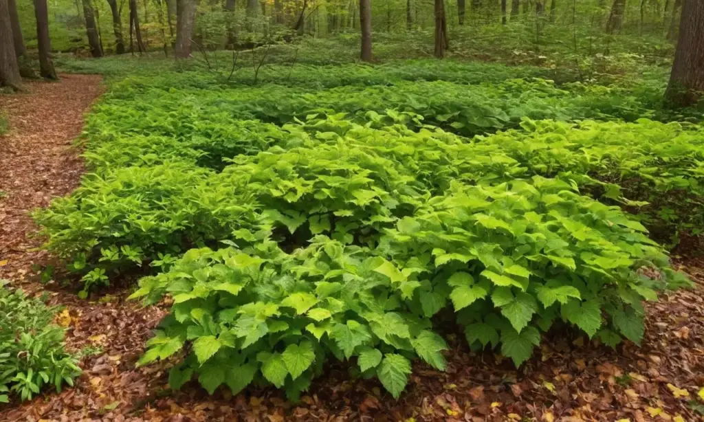 Bosque vibrante y verde en transición