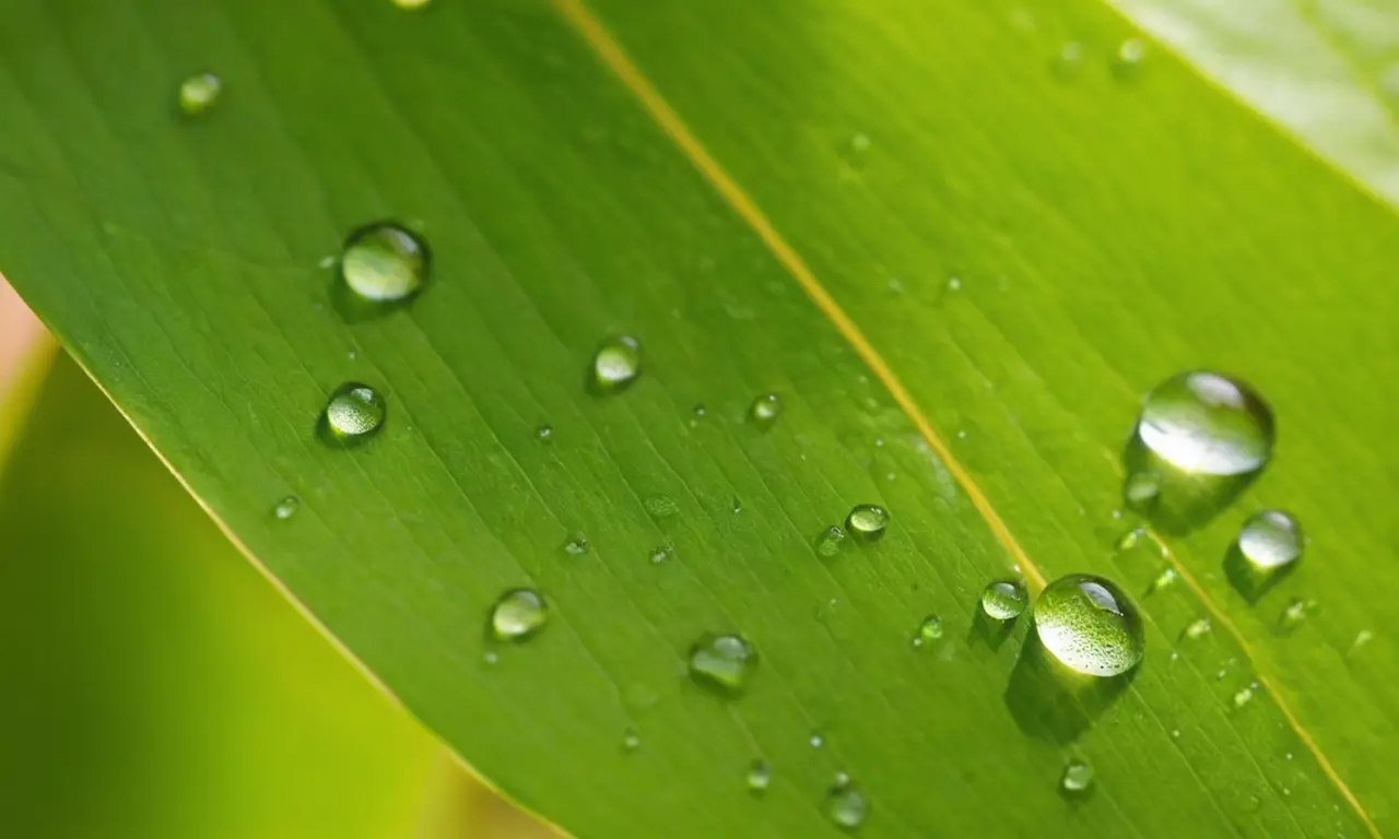 Hoja verde iluminada con agua y luz