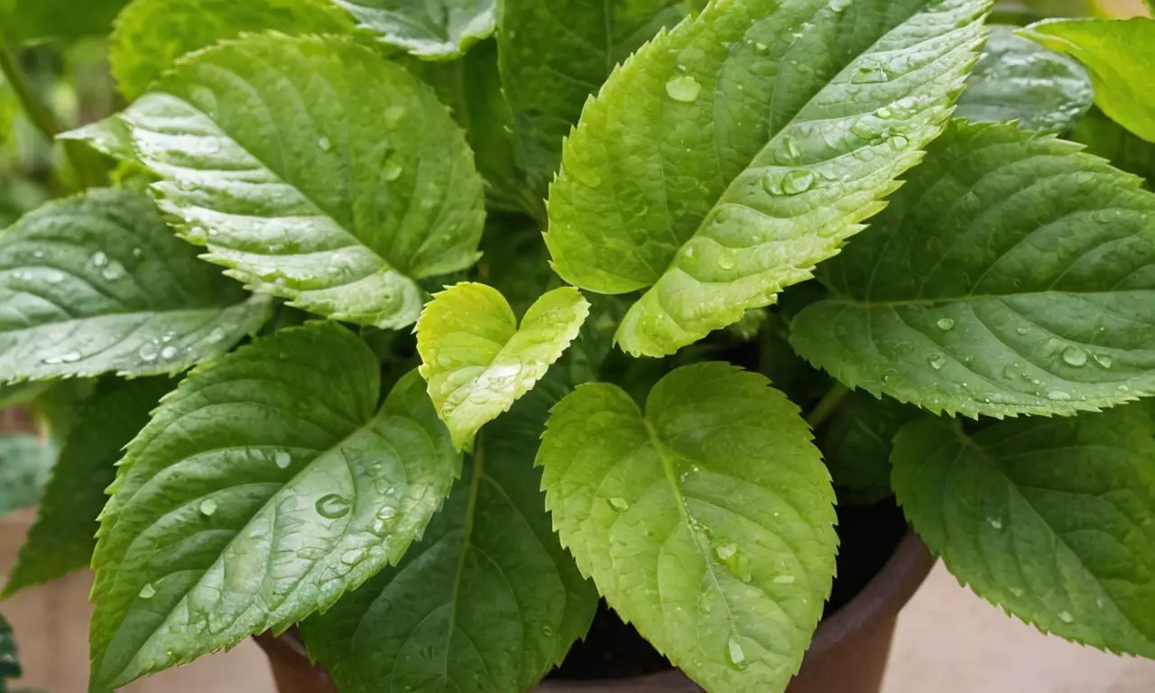 Planta verde con hojas brillantes y raíces visibles