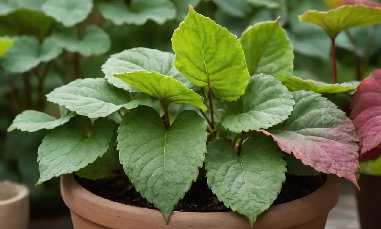 Hojas de Begonia Rex vibrantes y saludables