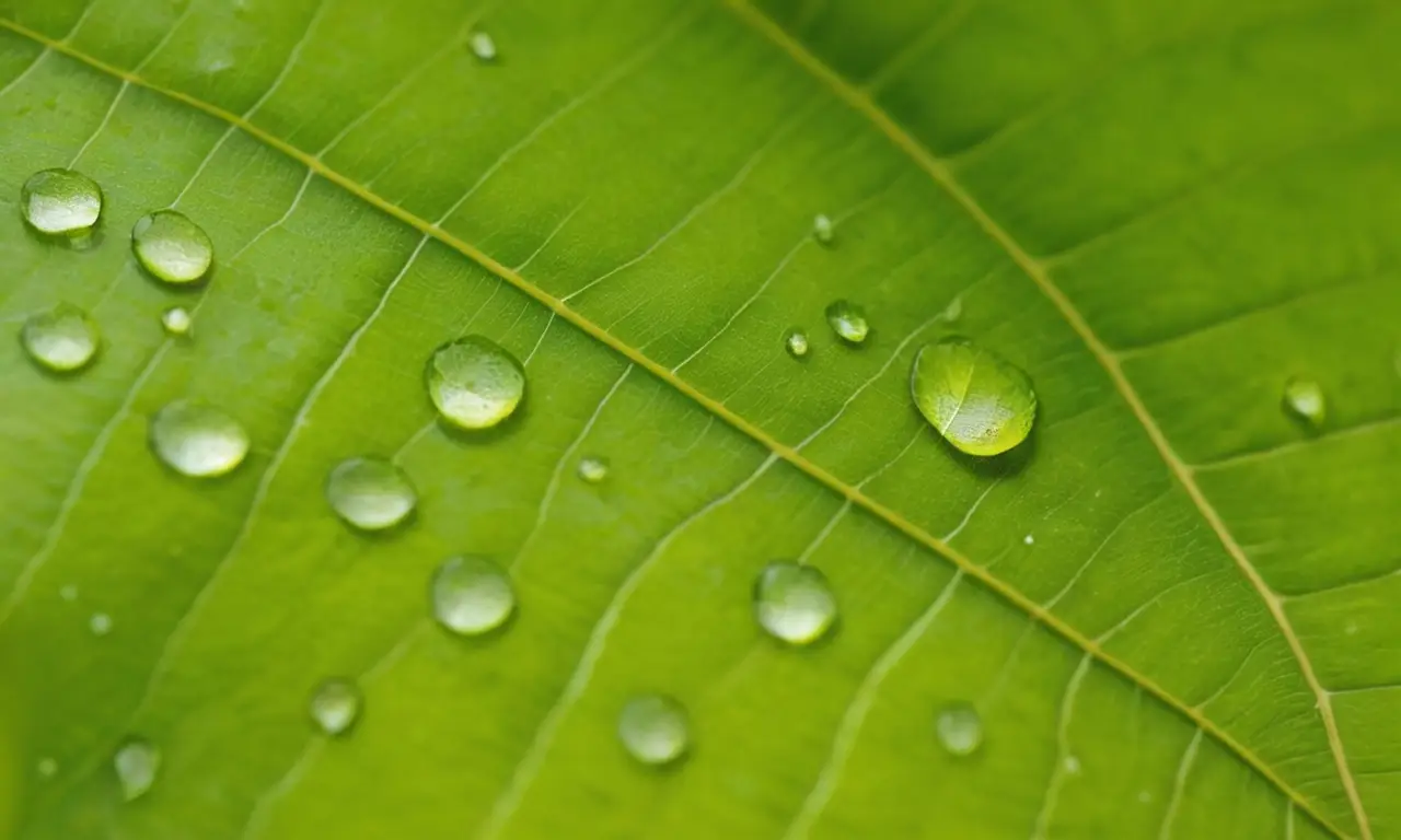 Hoja verde con detalles y luz natural