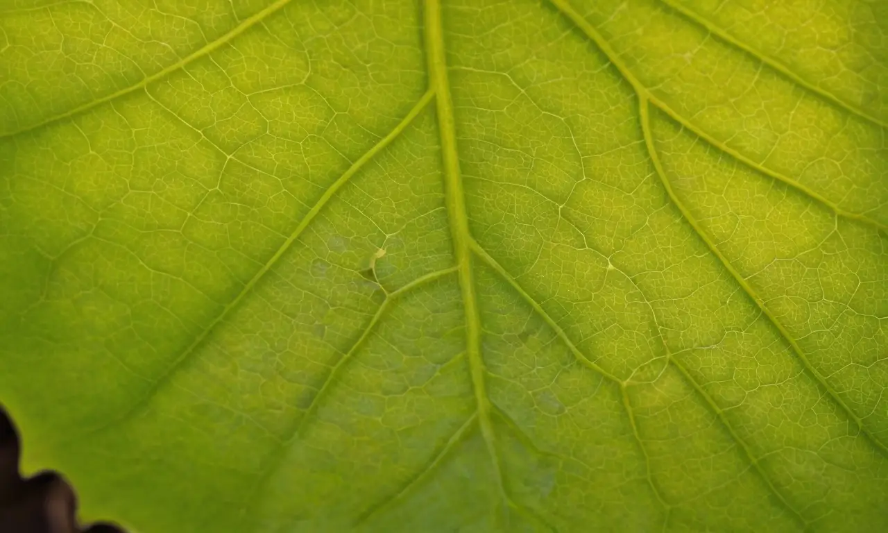 Esencia de la vida vegetal y fotosíntesis