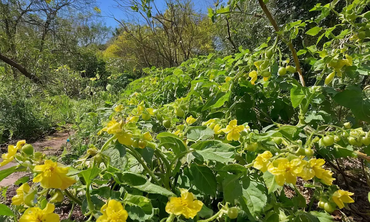 Plantas de tomate verdes bajo el sol