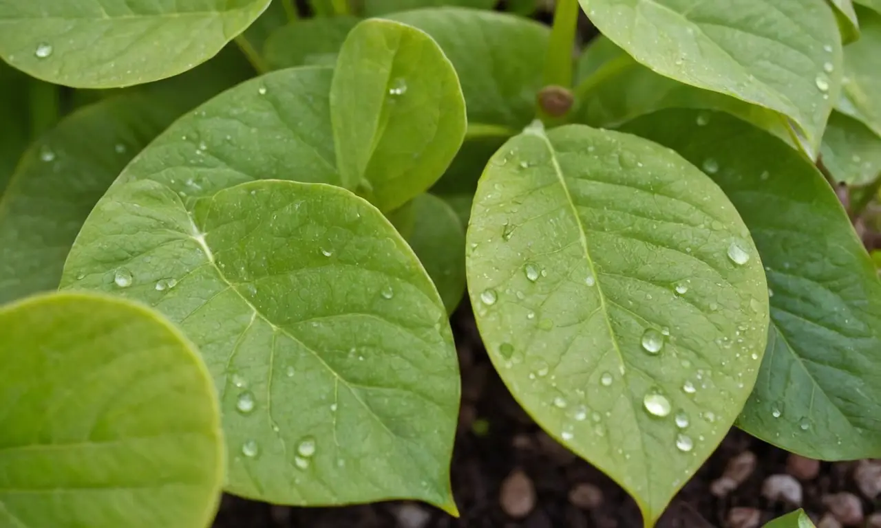 Planta verde con agua y suelo rico