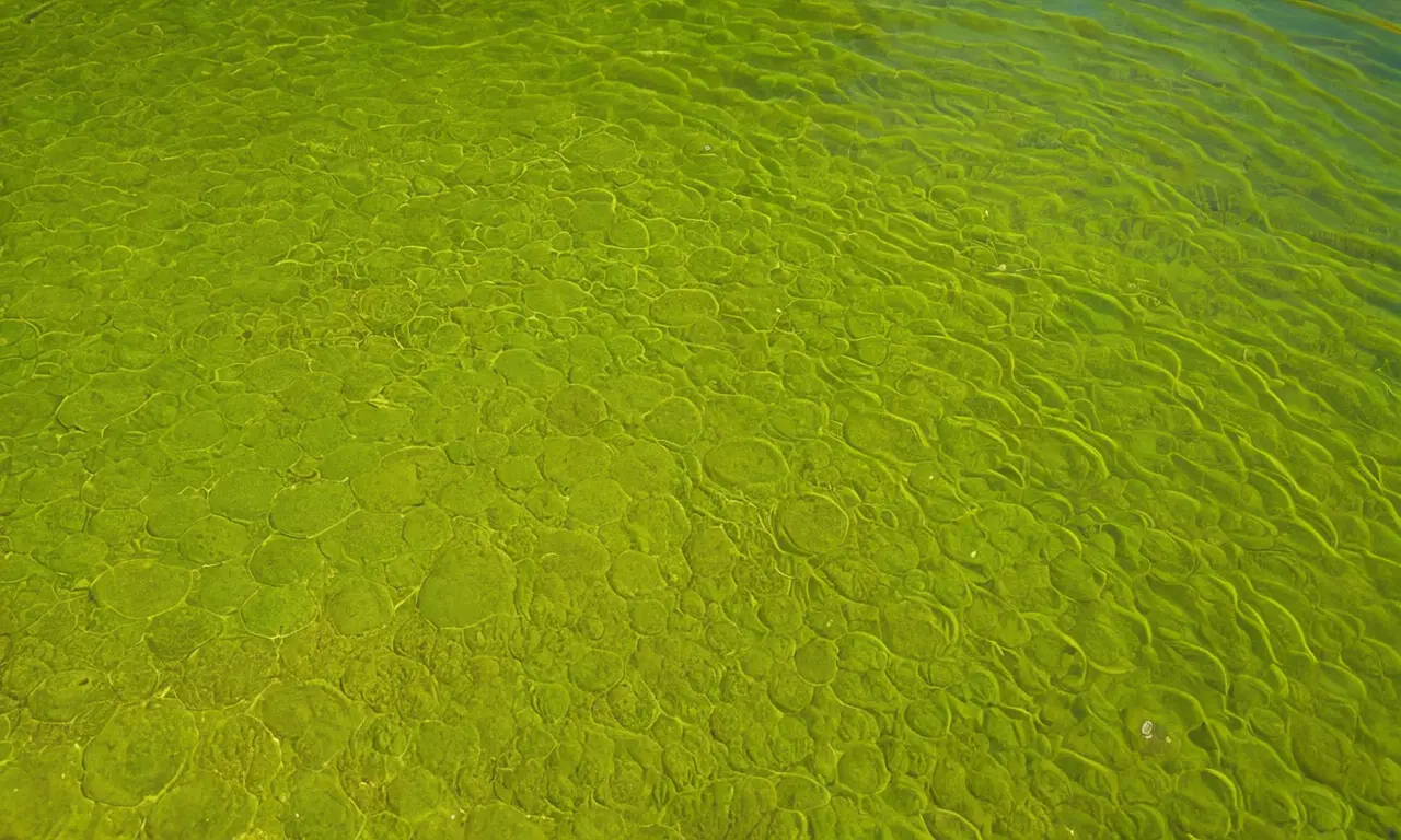 Alga verde en un estanque claro